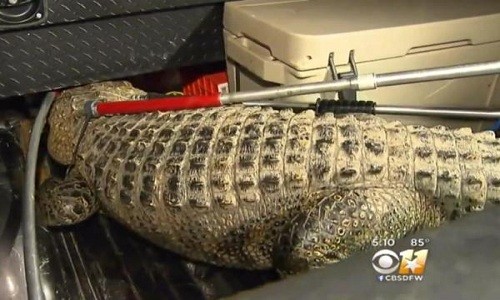 Con cá sấu dài hơn hai mét xuất hiện trong khuôn viên trường trung học cơ sở ở Texas lúc nửa đêm. Ảnh chụp màn hình: CBS Dallas-Fort Worth.