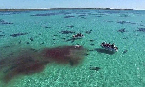 Xác cá voi lưng gù bị cá mập hổ xâu xé ở vùng biển Australia. Ảnh: Eco Abrolhos.