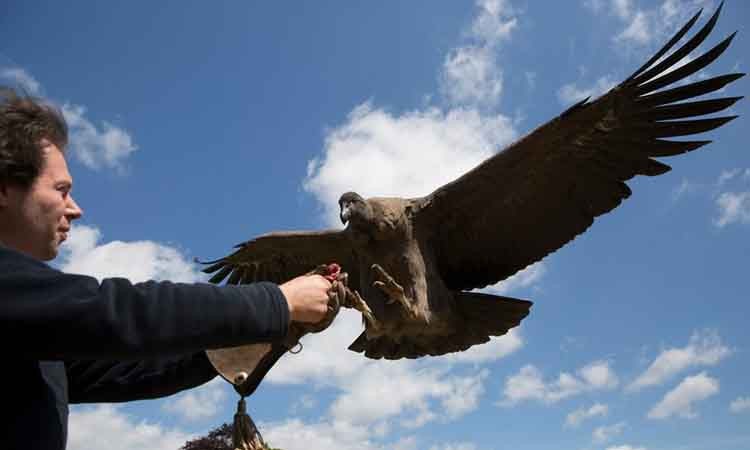 Adam Crisford chơi đùa cùng con chim Andean một tuổi tại trung tâm nuôi dưỡng huấn luyện chim săn mồi quốc tế ở Gloucestershire. Nguồn ảnh: Theguardian.