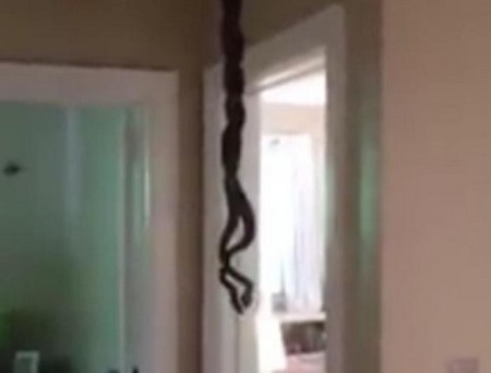 Hình ảnh 2 con rắn rơi ra từ mái nhà và vẫn bị mắc kẹt được Hyatt bình tĩnh ghi lại bằng điện thoại của mình.