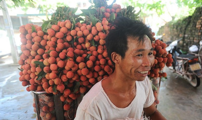 Niềm vui của người nông dân Bắc Giang khi vải được mùa, được giá. Ảnh tư liệu: Giang Huy/VnExpress
