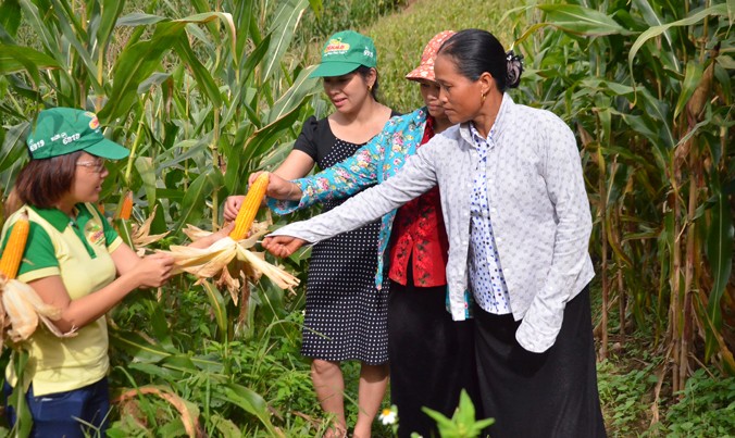 Giống ngô lai của Monsanto cho năng suất cao tại Việt Nam.
