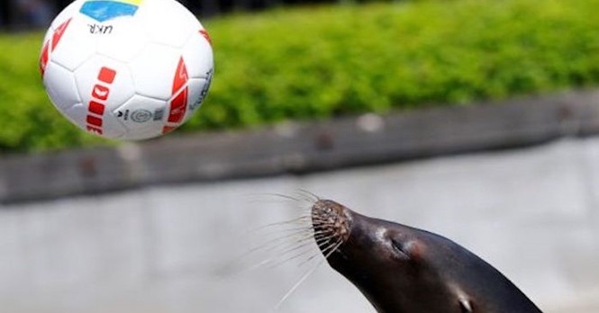 Chú sư tử biển Watson vẫn đang giữ được phong độ từ World Cup 2014.
