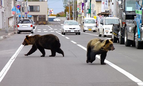 Hai con gấu đi bộ trên đường phố đảo Hokkaido của Nhật Bản.