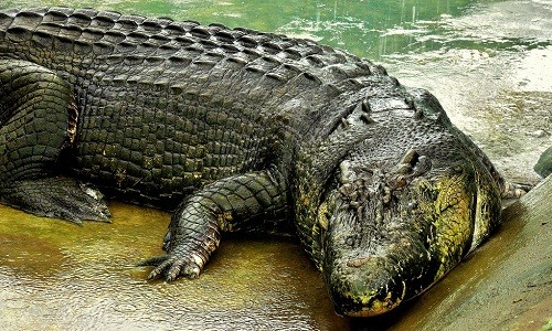 Cá sấu Cassius có kích thước khổng lồ. Ảnh: Flickr.