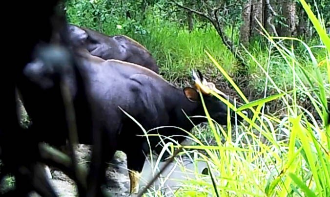 Đàn bò tót do Khu bảo tồn Ea Sô chụp được.