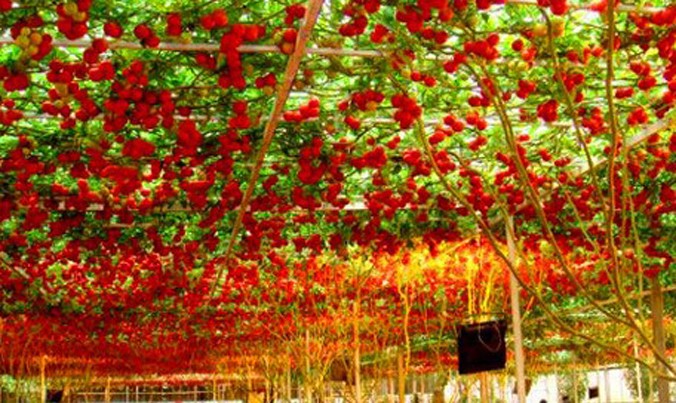 Những cây cà chua bạch tuộc này là sản phẩm lai tạo từ một cây cà chua và nho. Thế nhưng nó chỉ lai cách phát triển theo giàn của nho chứ quả thì vẫn nguyên cà chua.