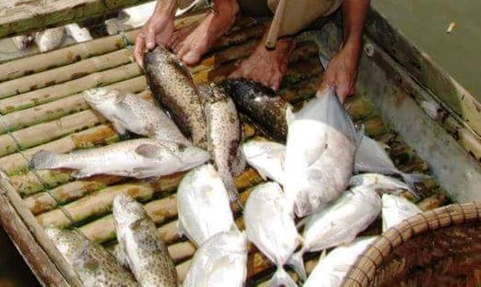 Cá nuôi lồng lại chết hàng loạt gần cửa biển TT-Huế
