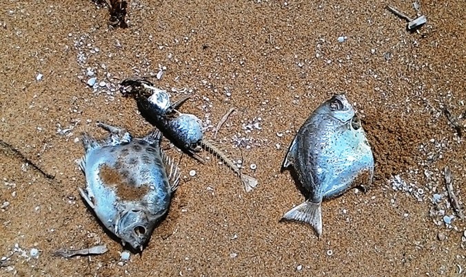 Mẫu cá biển chết dạt bờ tại Lộc Vĩnh trong những ngày vừa qua.