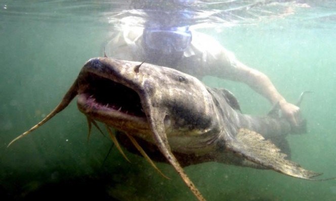 Cá da trơn khổng lồ sông Mê Kông là loài cá rất lớn thường được tìm thấy xung quanh lưu vực sông Mê Kông ở Đông Nam Á. Nguồn Boredomtherapy.