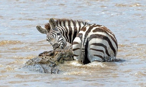 Mirror hôm qua đưa tin, con ngựa vằn bị cá sấu hung dữ rình dưới nước tấn công khi nó dừng lại để uống nước ở khu bảo tồn động vật hoang dã Masai Mara, Kenya.