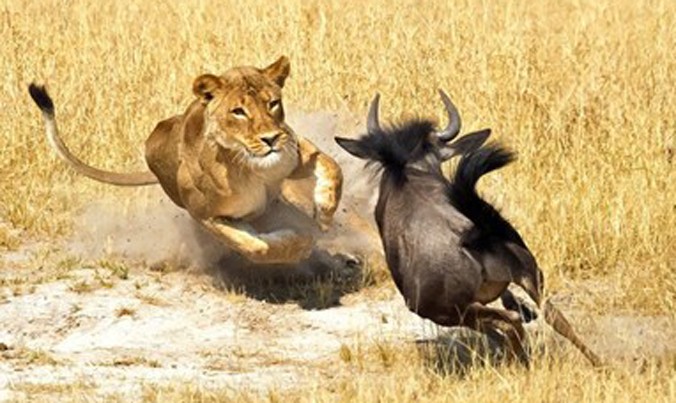 Nhiếp ảnh gia Michael Viljoen, 57 tuổi đã ghi lại khoảnh khắc ngoạn mục khi linh dương đầu bò đối đầu sư tử cái trên thảo nguyên rộng lớn ở miền nam châu Phi.