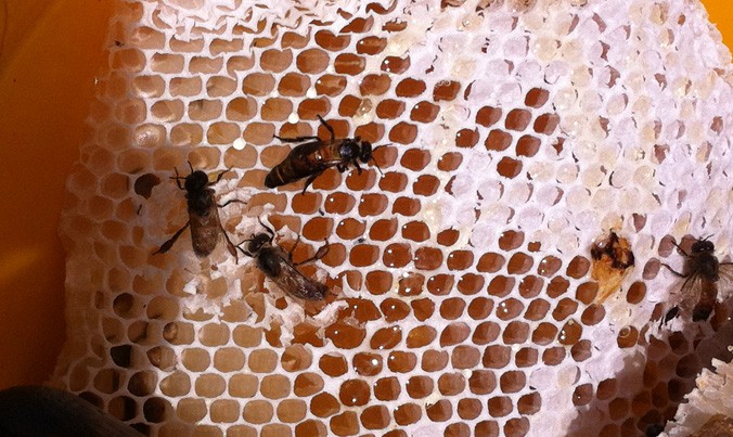 Tổ mật ong tự nhiên.
