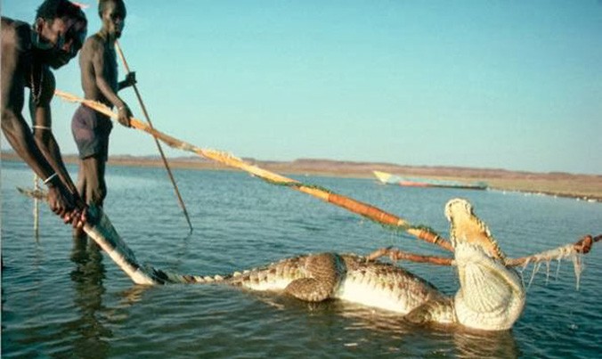 Săn lùng cá sấu để ăn thịt.