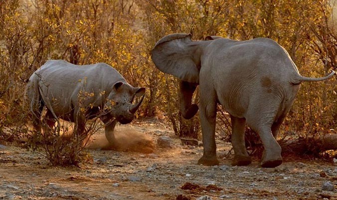 Nhiếp ảnh gia động vật hoang dã Andrew Forsyth đã ghi lại cuộc chiến ngoạn mục giữa voi và tê giác tại một hố nước ở Công viên quốc gia Etosha, Namibia, Nam Phi.