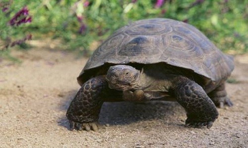 Rùa Touche là con rùa cái 100 tuổi. Ảnh: Craigslist.