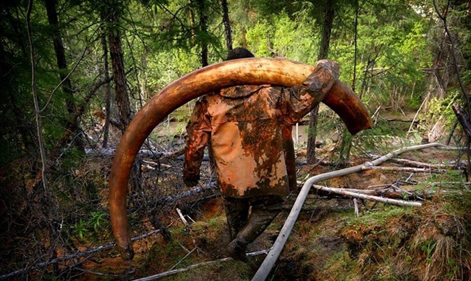 Nhiếp ảnh gia Amos Chapple đã dành ba tuần sống cùng giới săn trộm mà ông mô tả là "những kẻ ngâm mình trong rượu vodka" ở vùng Siberia, Nga. Chiếc ngà voi trong ảnh nặng 65 kg, được bán với giá 34.000 USD. 