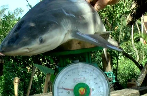 Con cá mập 4 kg do lão nông bắt được. Ảnh: A.X.