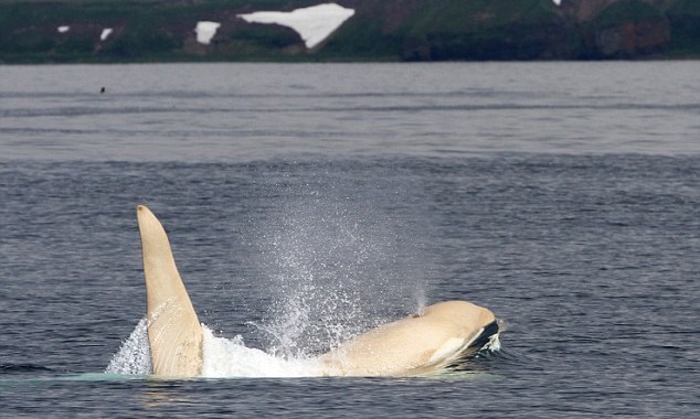 Một con cá voi sát thủ bạch tạng cực hiếm tên “Iceberg” mất tích 4 năm qua đã lại xuất hiện mới đây ngoài khơi quần đảo Kuril thuộc Nga.