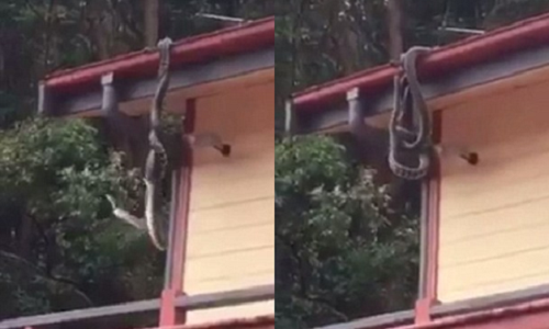 Hai con trăn thảm treo mình đánh nhau trên mái nhà một người dân ở bang Queensland, Australia. Ảnh: Youtube.