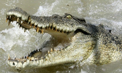 Hàng chục con cá sấu dài 4 m vây quanh thân cầu để rình đớp người đi qua. Ảnh minh họa: Wordpress.