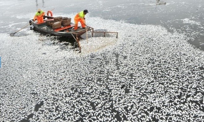 Theo Sina, người dân phát hiện hiện tượng cá chết hàng loạt trên sông Phố Hạ, Phúc Châu, Trung Quốc hôm 9/9. 