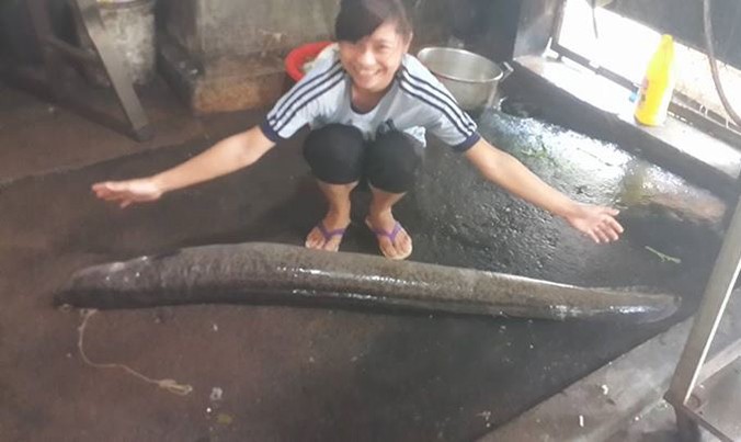 Nông dân Nghệ An bắt được cá Chình 'khủng'