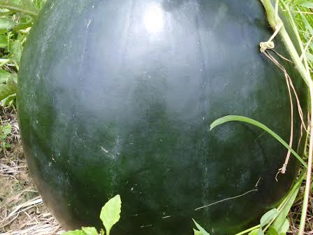 Ngày 12/9, anh Lê Văn Bình ở khóm 7, phường 5, thành phố Bạc Liêu thu hoạch được một trái dưa "khủng" có trọng lượng lên tới 17kg.