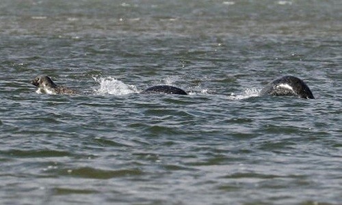 Vật thể nghi là quái vật hồ Loch Ness nhấp nhô trên mặt nước. Ảnh: SWNS.