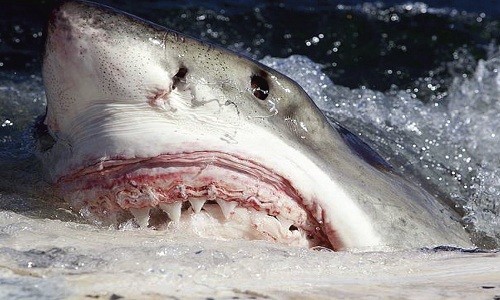 Sở hữu bộ hàm đỏ và những chiếc răng sắc nhọn, cá mập trắng khổng lồ được mệnh danh là sát thủ số một đại dương, theo Mother Nature Network. Ảnh: Wikimedia Commons.
