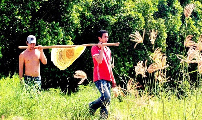 Nghề “ăn ong” của hàng ngàn hộ dân sống nghề rừng U Minh.