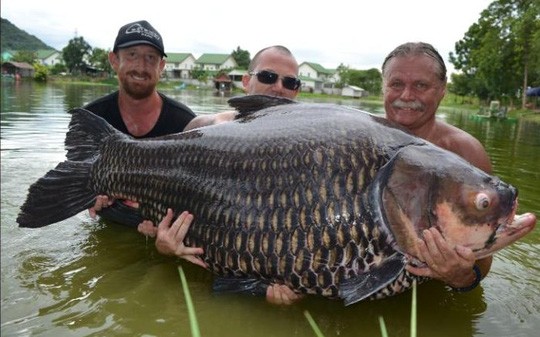 Con cá chip nặng hơn 100 kg. Ảnh: BNPS.