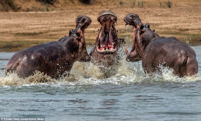 Kanwar Deep Juneja, nhiếp ảnh gia đến từ New Delhi, Ấn Độ, chụp được bộ ảnh ba con hà mã đang đánh nhau để tranh giành lãnh thổ ở sông Luangwa, Zambia, Express hôm 4/10 đưa tin. Ảnh: Kanwar Deep Juneja.