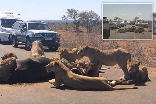 Du khách tham quan vườn quốc gia dường như không thể di chuyển tiếp vì "bữa tiệc" của bầy sư tử trên đường. Ảnh: Youtube.
