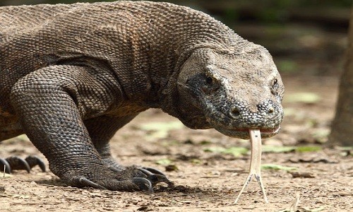 Rồng komodo là loài thằn lằn lớn nhất còn sống trên thế giới. Ảnh: Flickr.