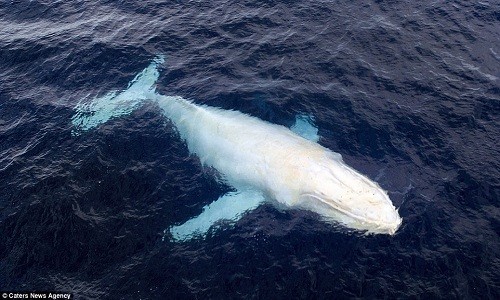 Cá voi bạch tạng Migaloo bất ngờ xuất hiện ngoài vịnh Byron, bang New South Wales, New York Post hôm 13/10 đưa tin. Dù là con cá voi lưng gù nổi tiếng nhất ở Australia, Migaloo rất hiếm khi xuất hiện trên mặt nước.