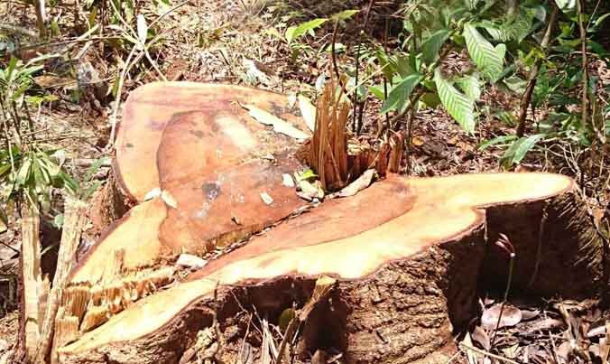 Một cây dổi ở rừng Bảo Lâm bị cưa hạ.