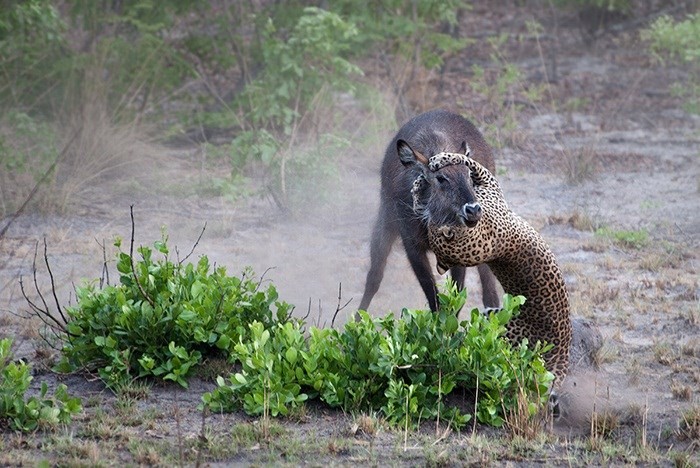 Thời khắc sinh tử của linh dương Waterbuck khi đối đầu với con báo đốm trẻ tuổi.