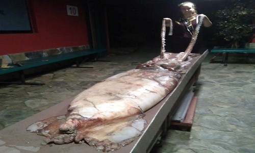 Xác con mực khổng lồ nặng 105 kg, dài 9 m dạt vào bờ biển Tây Ban Nha. Ảnh: Facebook.