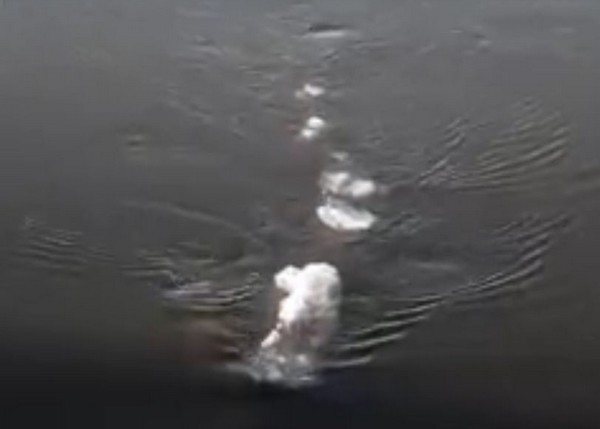 Hình ảnh được cho là thủy quái được McCaa ghi lại được trên sông băng ở Alaska.