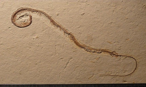 Hóa thạch rắn bốn chân Tetrapodophis với phần đầu quặp lại ở góc trái. Ảnh: David Martill.