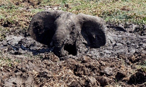 Con voi mắc kẹt dưới hố bùn sâu hai mét. Ảnh: Caters.