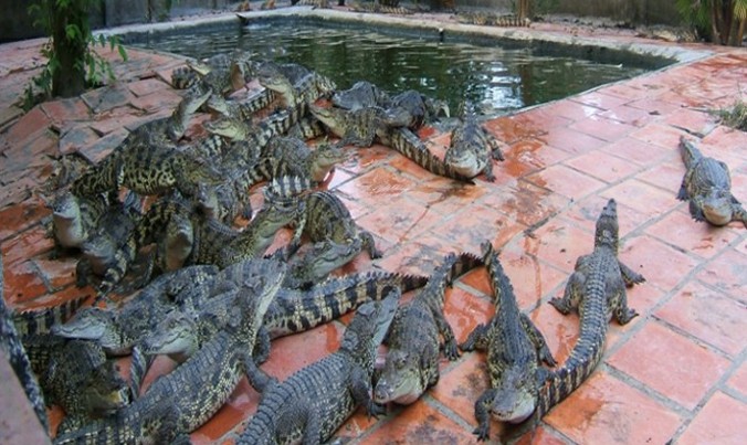 Người nuôi cá sấu đang gặp khó 
