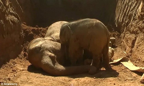 Con voi nhỏ ba tháng tuổi cố đánh thức voi mẹ bất tỉnh bằng cách cọ vòi vào mình mẹ, India đưa tin. Hai con voi rơi xuống miệng hố sâu 6 m khi cùng cả đàn 100 con di chuyển ngang qua Tezpur, một thành phố ở bang Assam, Ấn Độ vào sáng hôm qua.