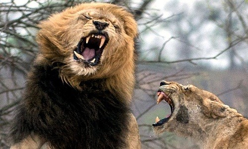 Chiếc răng nanh lớn của con sư tử đực dường như sắp rơi ra ngoài sau khi nó lĩnh trọn cú tát lật mặt của sư tử cái. Cuộc chiến dữ dội nổ ra do hai con sư tử đực mon men lại gần chỗ sư tử cái và bầy con sau khi đánh dấu lãnh thổ, Mirror hôm qua đưa tin.