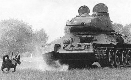 Con chó gắn thuốc nổ được huấn luyện với xe tăng T-34. Ảnh: History.