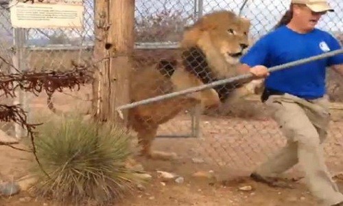 Sư tử lao vào hàng rào vồ nhân viên vườn thú