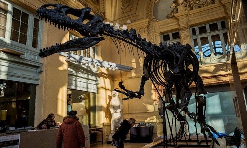 Bộ xương khủng long được bán đấu giá 1,2 triệu USD. Ảnh: Jeff Pachoud/AFP.