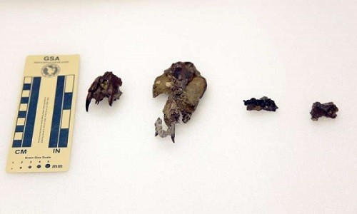 Bốn mẫu hóa thạch Didelphodon vorax được tìm thấy ở Mỹ. Ảnh: Burke Museum of Natural History & Culture.