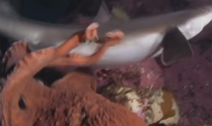 Bạch tuộc tung đòn siết chết cá mập
